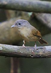 Brown-cheeked Fulvetta